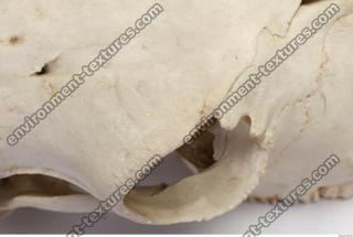 Photo Reference of Animal Skull